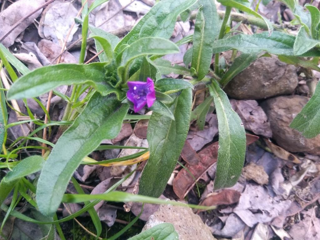 echium vulgare?